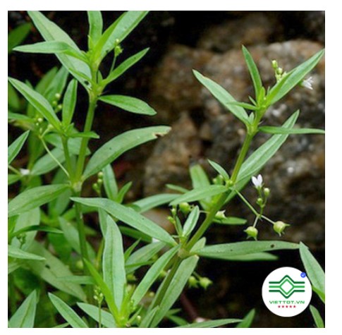 Bạch hoa xà thiệt thảo (gói 1kg) - DTX075