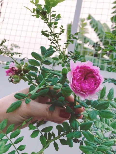 [ Xả - Cắt Lỗ] Hồng Plena- lá me