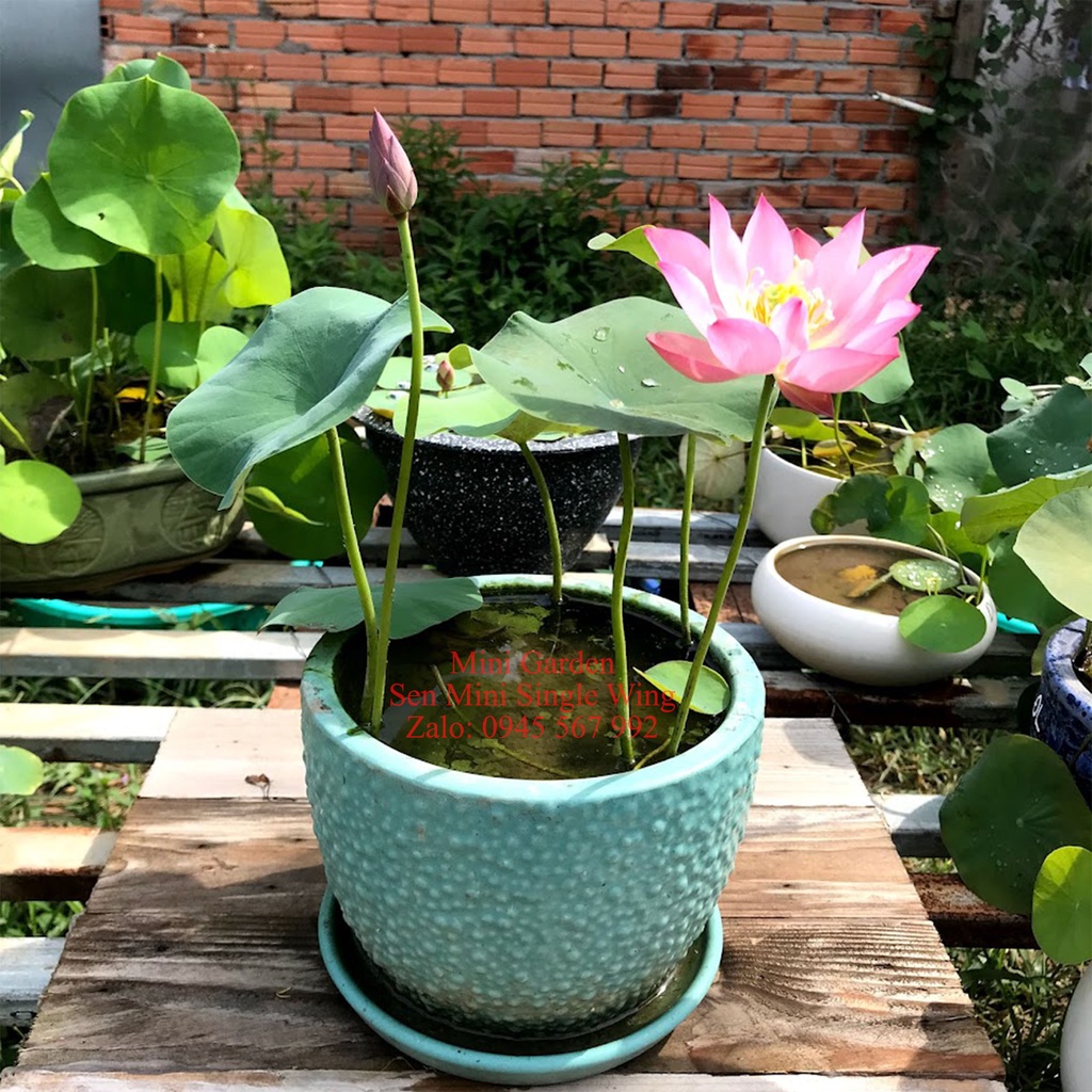 CỦ SEN< NGÓ SEN<<< Củ Giống Hoa Sen Mini Nhật Single Wing