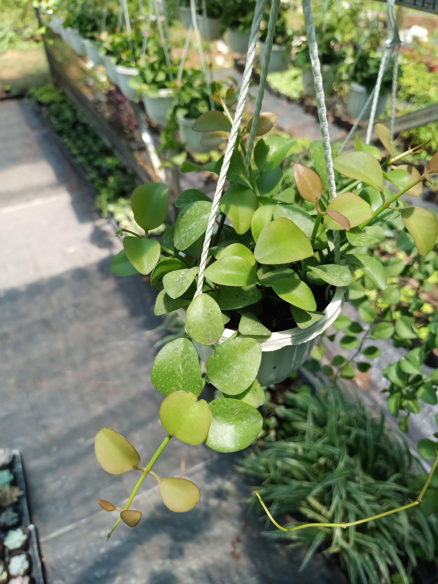 Cây lan Đô-la - chậu treo