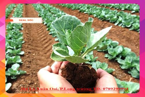 Phân Trùn Quế Nguyên Chất 1kg – Dinh Dưỡng Cao, Cải Tạo Đất, Tốt Cho Cây