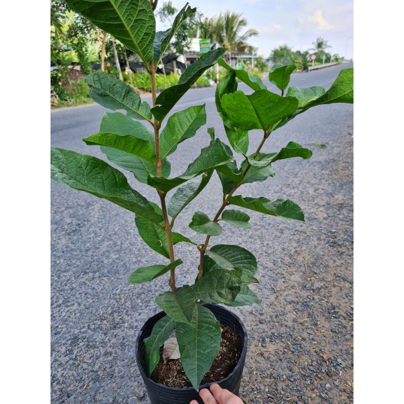 CÂY GIỐNG HOA MAI THÁI XANH (tặng kèm phân bón)