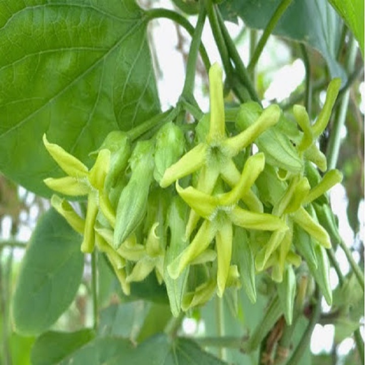 chậu cây giống hoa thiên lý