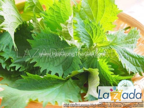 3Gr 2650 Hạt Hạt Giống Tía Tô Nhật (-KL| C16-KD: C16)