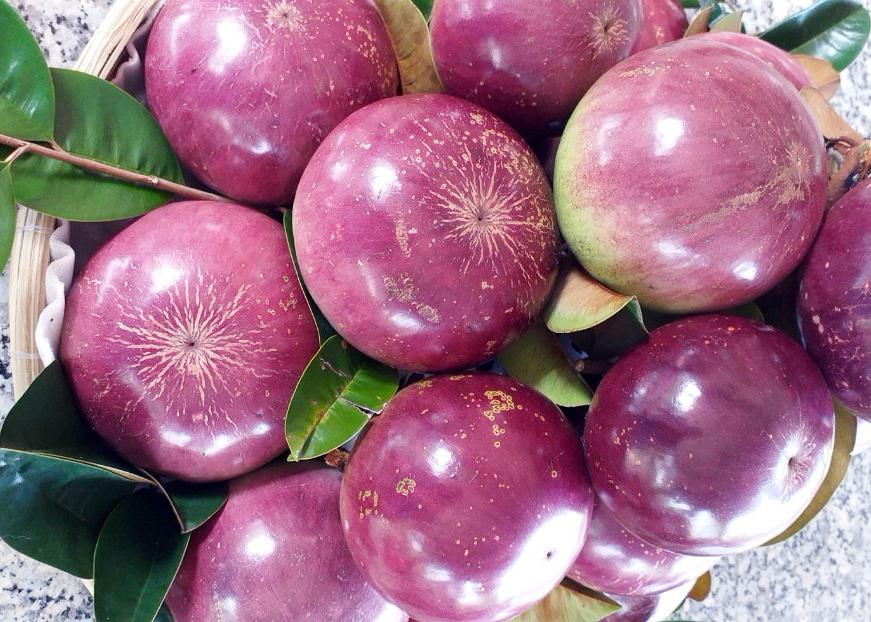 (XẢ KHO CÓ QUÀ) COMBO 2 CâY VÚ SỮA MICA , cây giống chuẩn mập + Tặng cây lá xạ đen uống nước