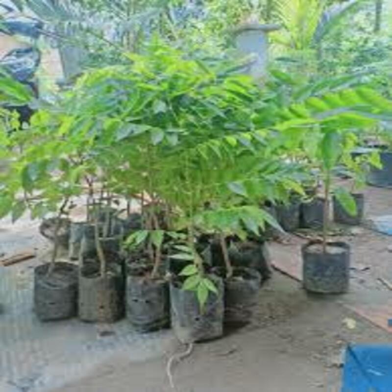 Cây giống Sưa đỏ có giá trị kinh tế cao