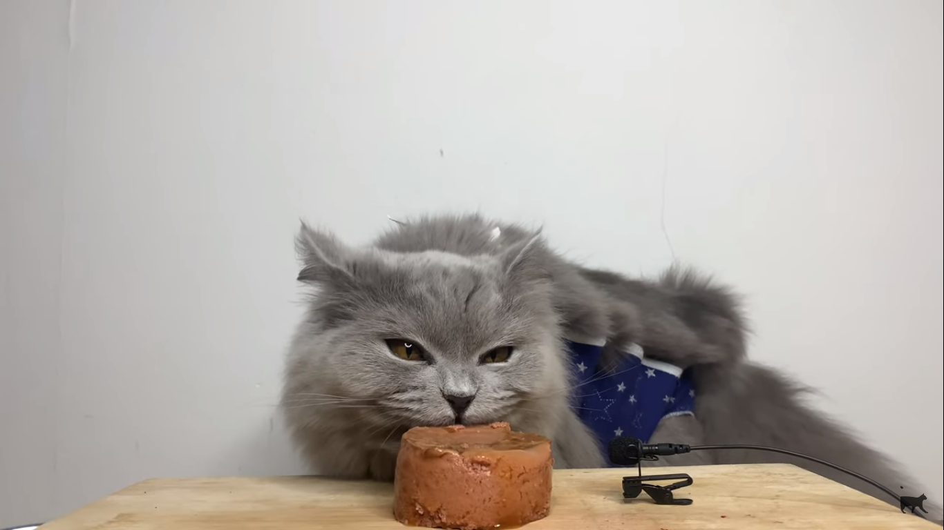 Pate Cho Mèo Tổng Hợp Vị Cá Đặc Biệt