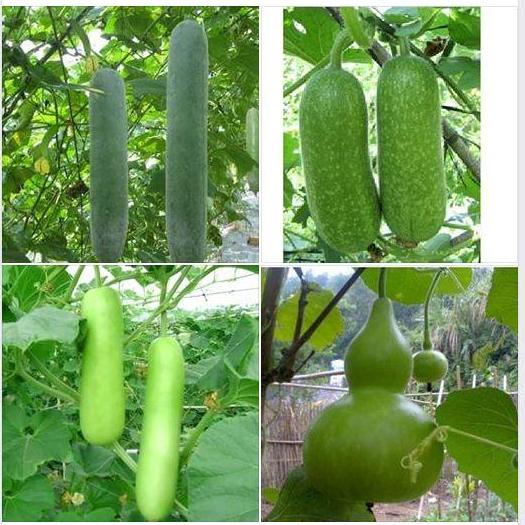 Combo 4 gói hạt giống bầu bí các loại (bầu hồ lô+ bầu lai+bí da xanh dài+bí chanh lai)