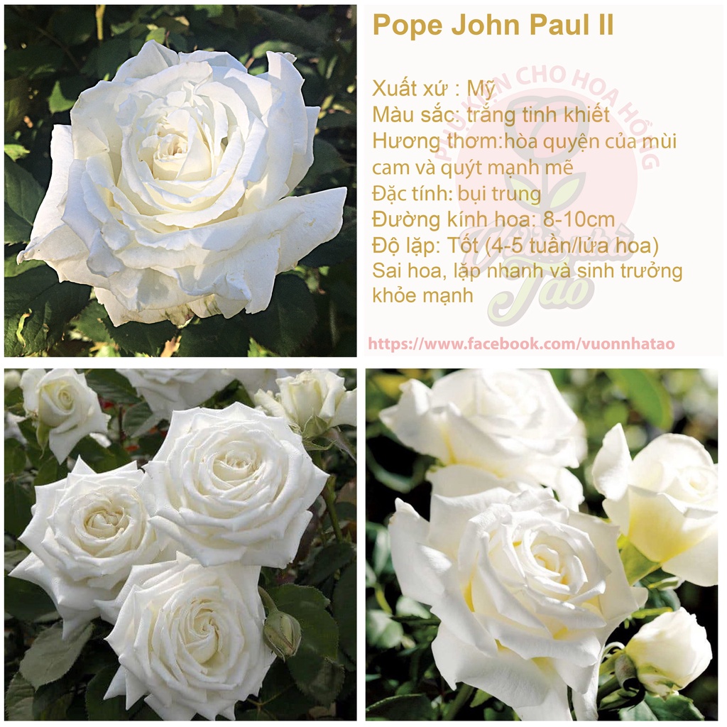 Hoa hồng Pope John Paul II- bầu to, cây lớn trường thành