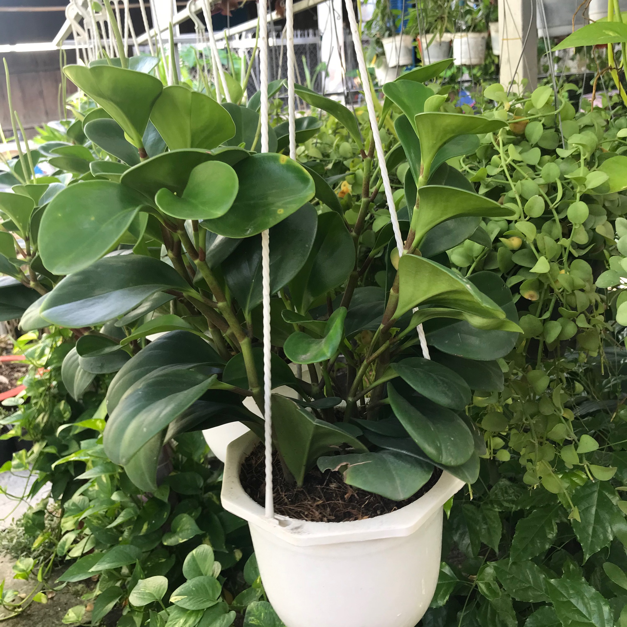 Cây trường sinh+ tặng phân bón cho cây