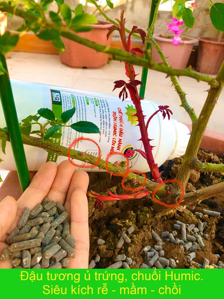 Chế phẩm đậu tương ủ Humic, chuối, trứng lên men (chai 1 lít)