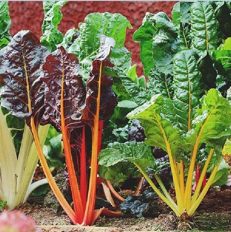 COMBO 02 gói hạt giống rau cải cầu vồng