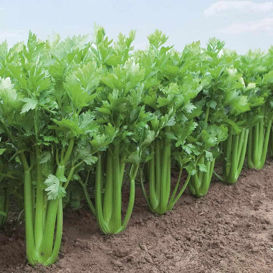 Hạt giống cần tây bẹ to giant celery 326