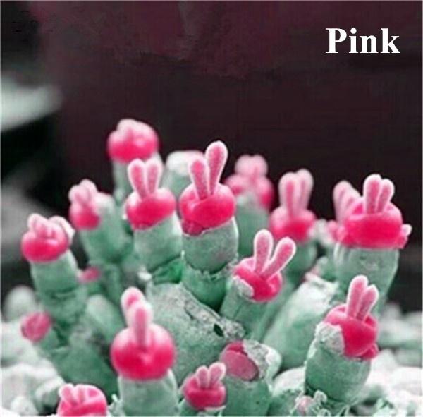 [Mới] - Hạt giống tai thỏ mix  giá rẻ
