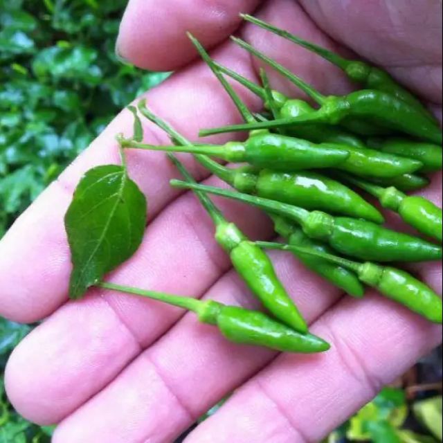 Hạt Giống Ớt Xiêm Xanh Cao Sản Siêu Trái (0.1gr)