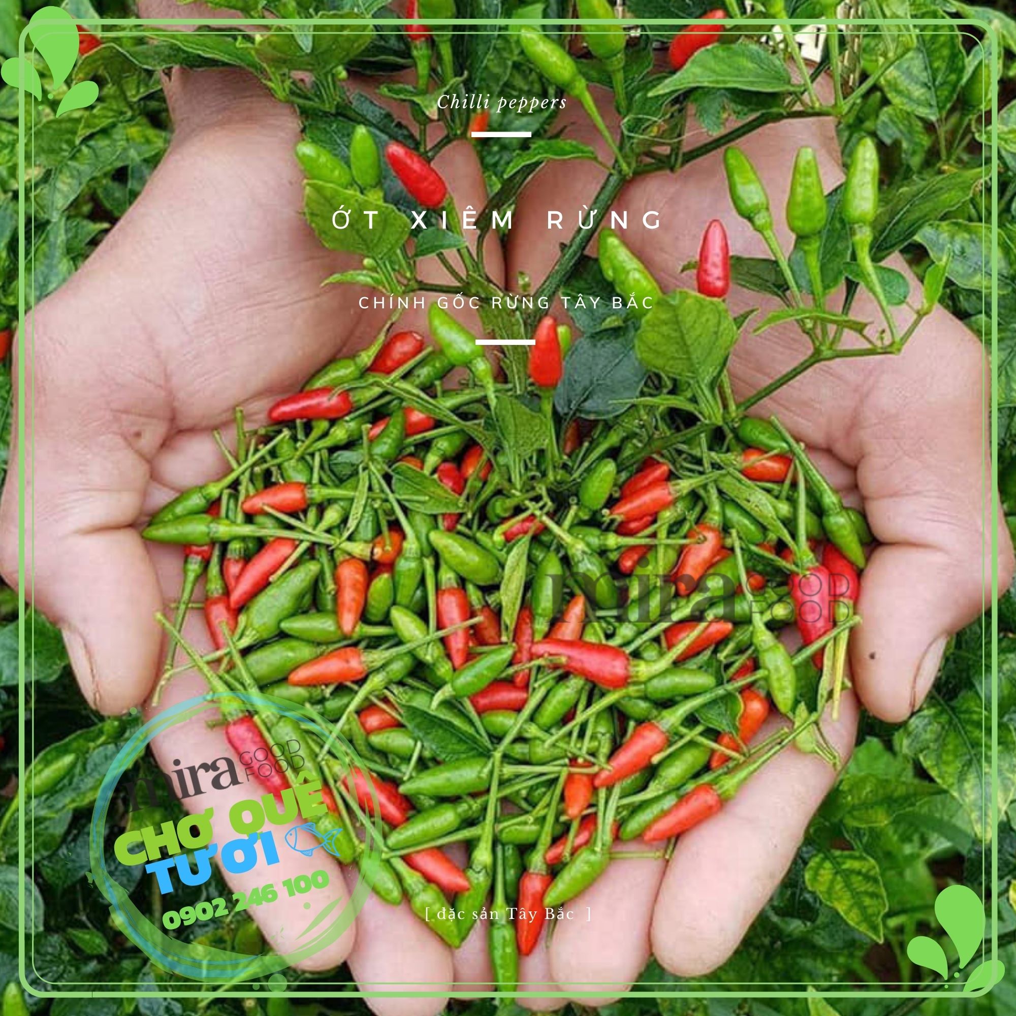 Hạt giống ớt thóc (ớt xiêm rừng) - gói 30 hạt