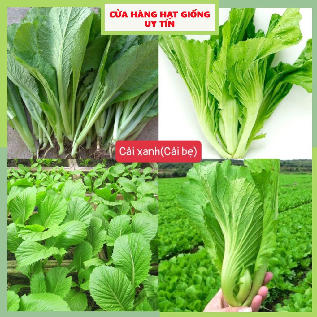 Hạt giống rau cải bẹ xanh loại siêu dễ trồng & dễ thu hoạch tặng kèm hướng dẫn trồng