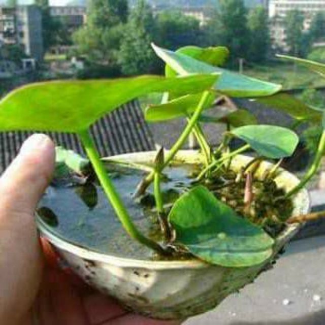 5 Hạt sen nhật mini Nhiều màu