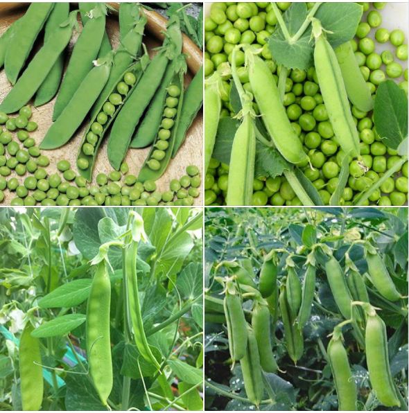 Hạt giống Đậu Hà Lan F1 ( 50gr/gói )