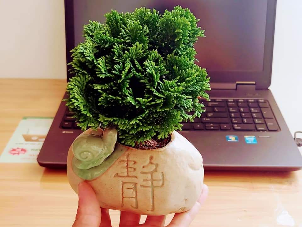 tùng trác xoắn