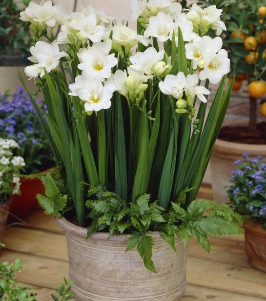 Củ giống hoa lan nam phi hoa màu trắng - 1 củ hoa