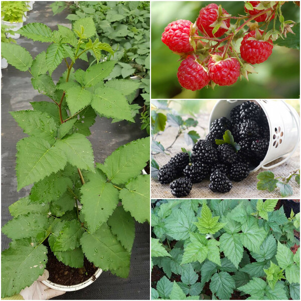 Cây phúc bồn tử (cây mâm xôi) cao 40-50 cm và 10 công dụng thân ki khỏe mạnh không sâu bệnh Công dụng 1.Rất tốt cho bênh nhân tiểu đường 2.Chông lão hoá, ung thư, tiểu đường, khang khuẩn 3.Bảo vệ thị lực