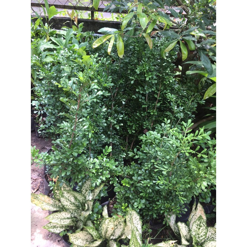 Cây ngâu giống ( cao 40-50cm)
