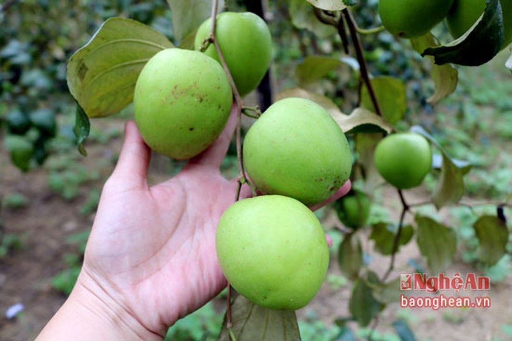 Cây giống táo đại ngọt
