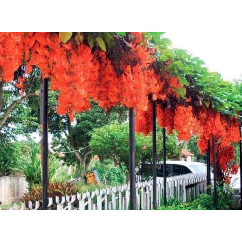 Cây giống hoa leo giàn: móng_#cọp