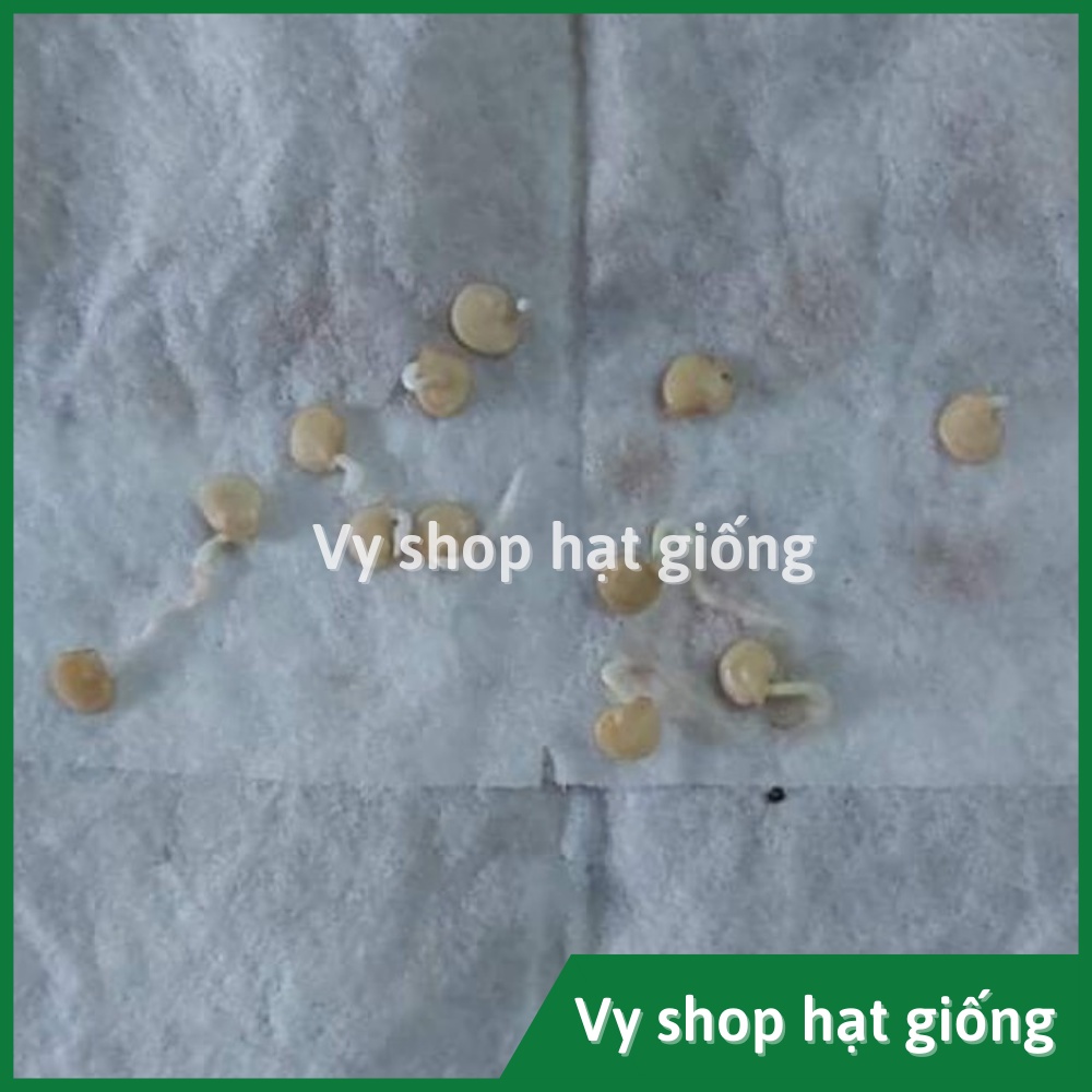 Hạt giống ớt thóc siêu cay (ớt mắt chim) Thái Lan gói 120 hạt