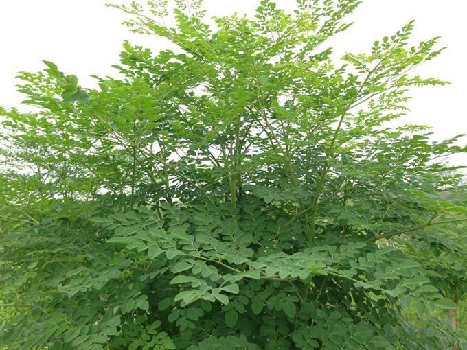 Cây giống chùm ngây Moringa cao 40cm