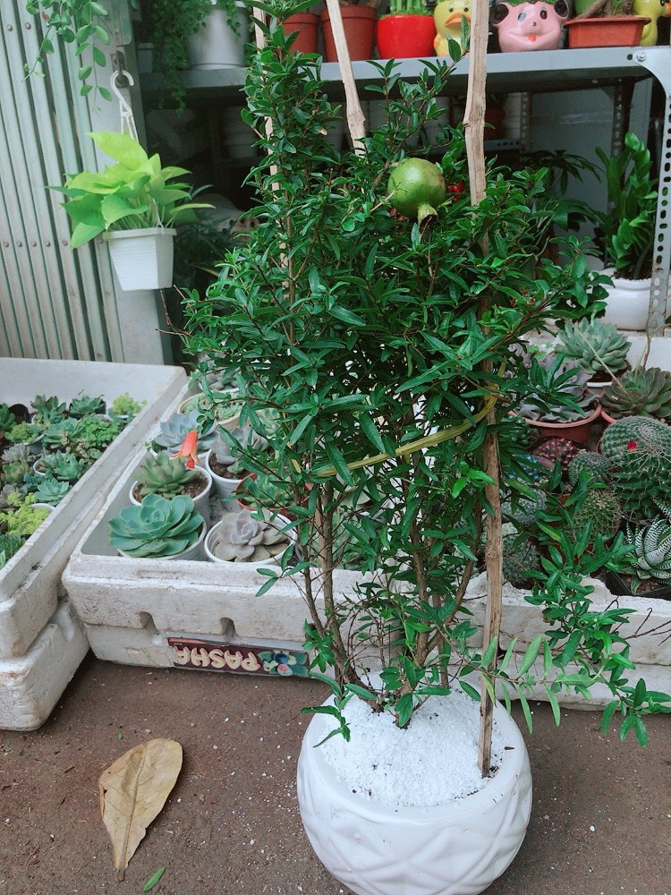Cây Lựu Quả To