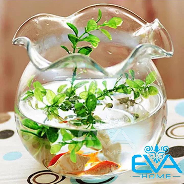 [HCM]Hồ Cá Bể Cá Miệng Bèo Thuỷ Tinh B3 10 x 12  Cm Tặng Kèm Sỏi Và Rong Trang Trí