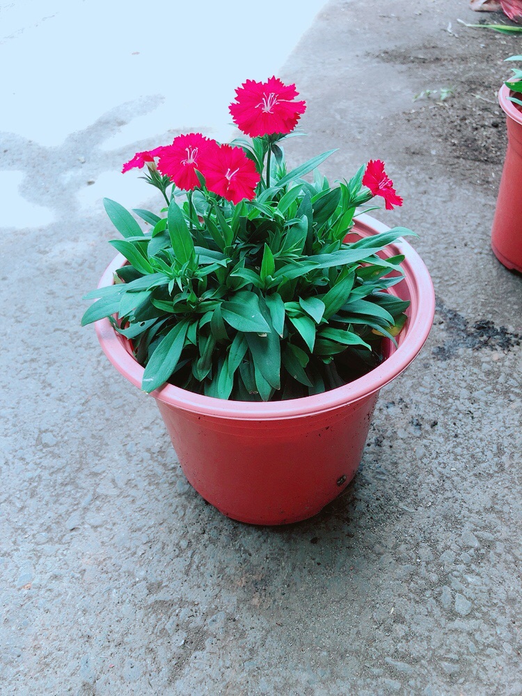 Hoa Cẩm Chướng