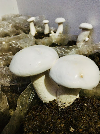 Phôi Nấm Hoàng Đế.milky