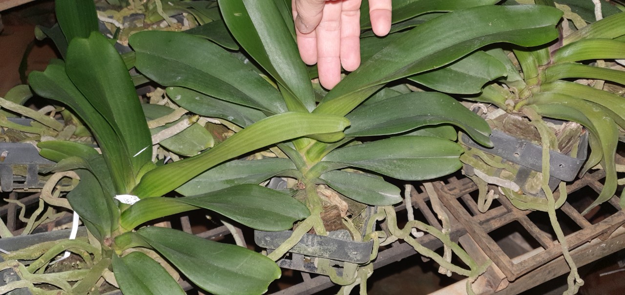 ngọc điểm thái 4-5 cặp lá đang nụ hoa tết
