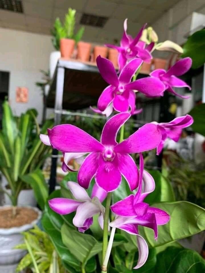 HOA LAN NẮNG 114