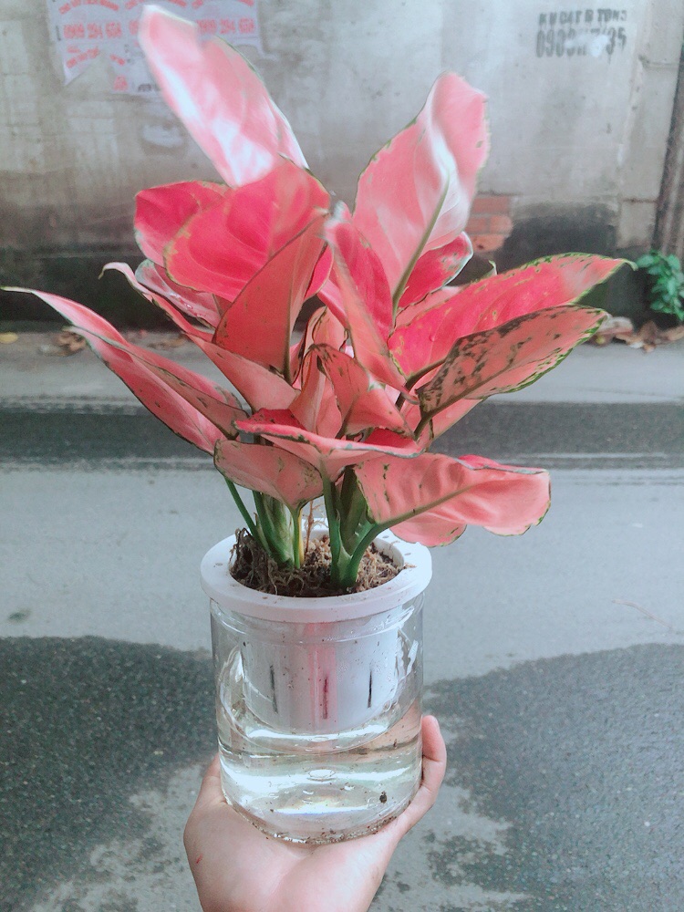 Chậu Vạn Lộc Trồng Thuỷ Sinh