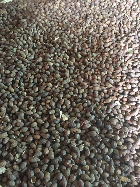 HẠT ĐƯỜI ƯƠI MẬT 500GR