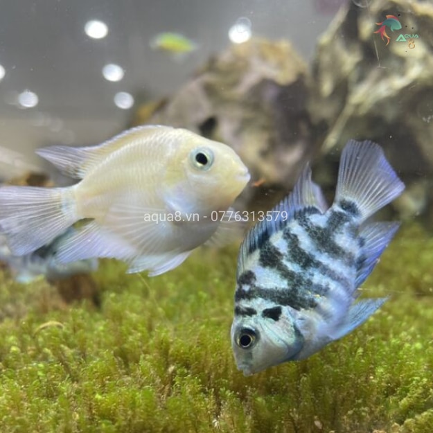 1 cặp trống mái két panda , két platinum ghép sinh sản cực đẹp size nhỏ