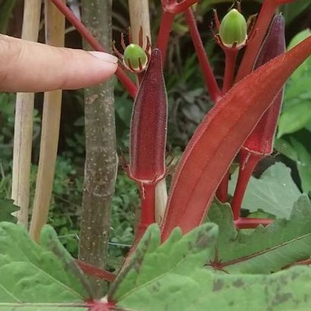 Hạt Giống Đậu Bắp Đỏ Dễ Trồng, Năng Suất Cao (2gr)