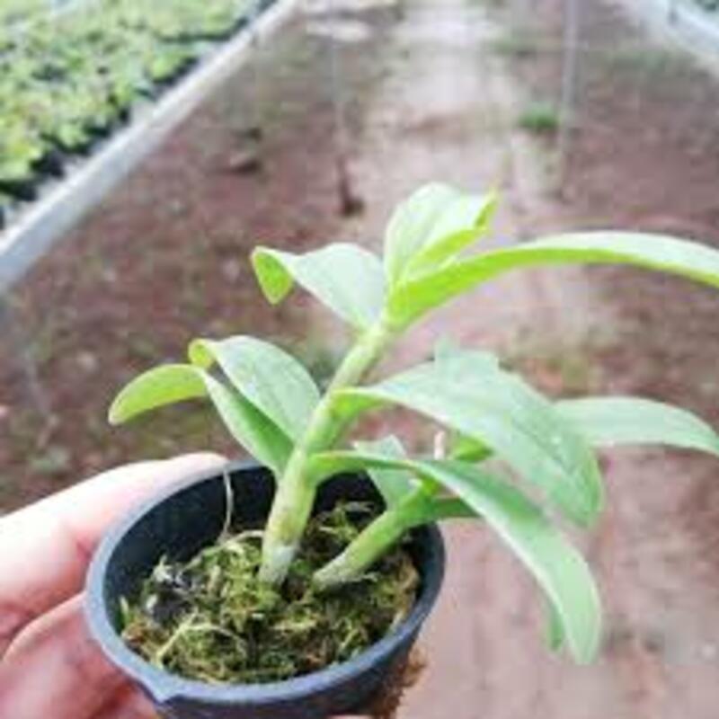 Phi điệp(giả hạc) 5 cánh trắng 5ct phú thọ hàng gieo hạt