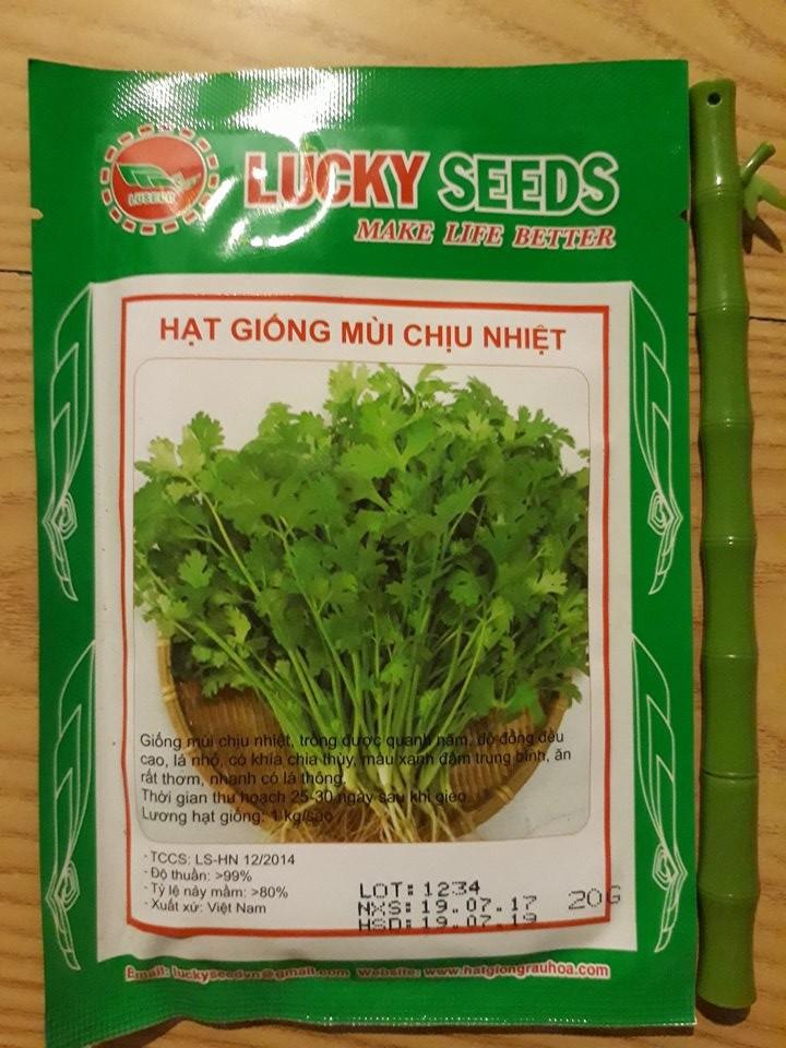 BỘ 2 gói hạt giống rau mùi ta chịu nhiệt  ( rau thơm - rau Ngò )