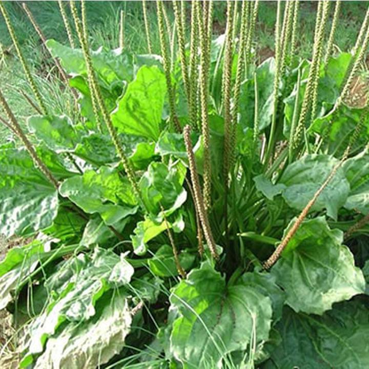 [HCM][KHUYẾN MÃI] 1kg cây mã đề - Xa tiền thảo