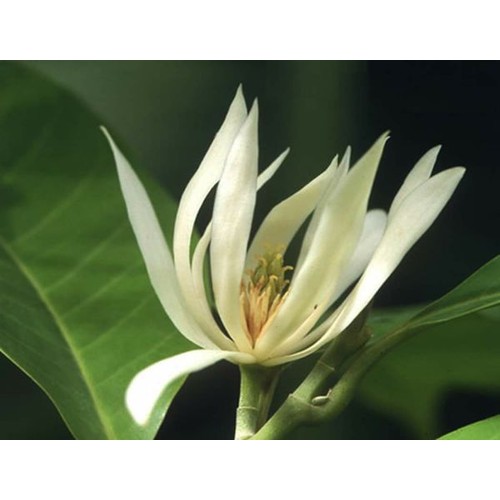 CÂY HOA NGỌC LAN TRẮNG