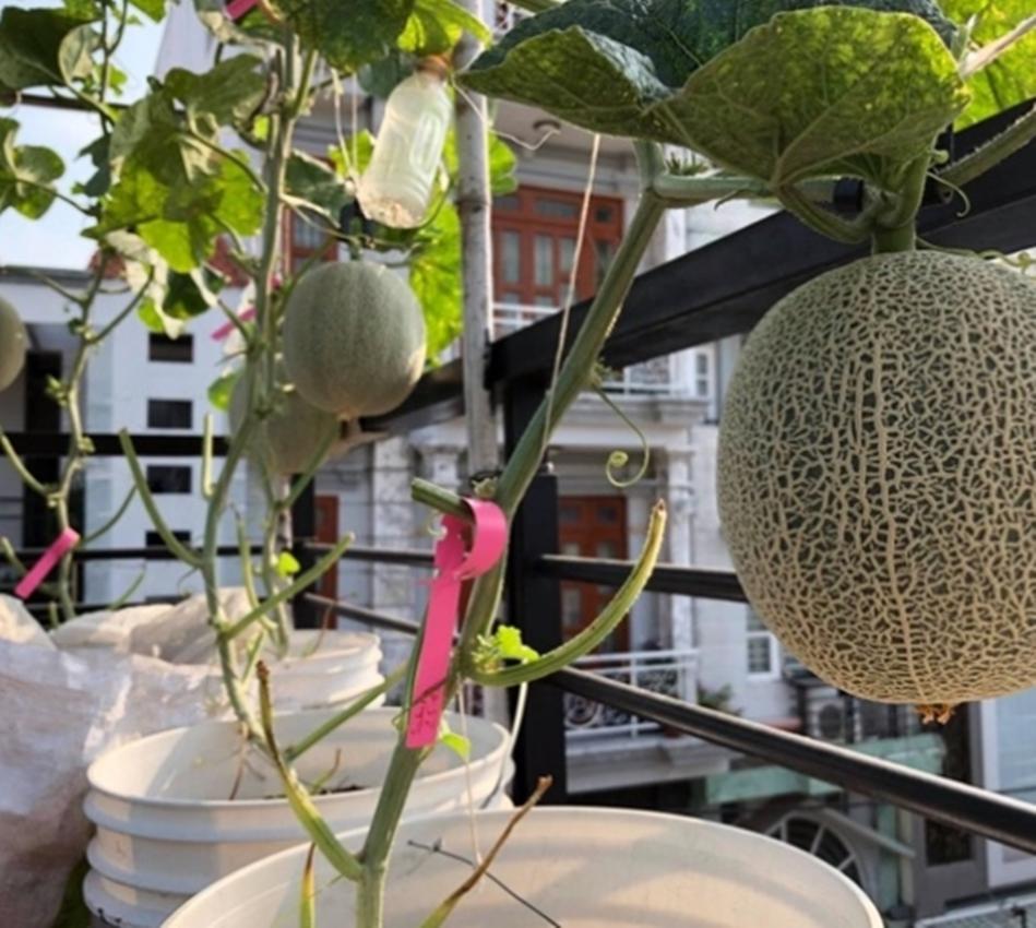 Hạt giống DƯA LƯỚI DA XANH GREENMAN