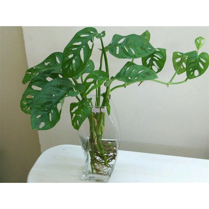 Cây Monstera adansonii Five Holes (Trầu Bà Lỗ, Quái Vật Lỗ) chậu nhựa