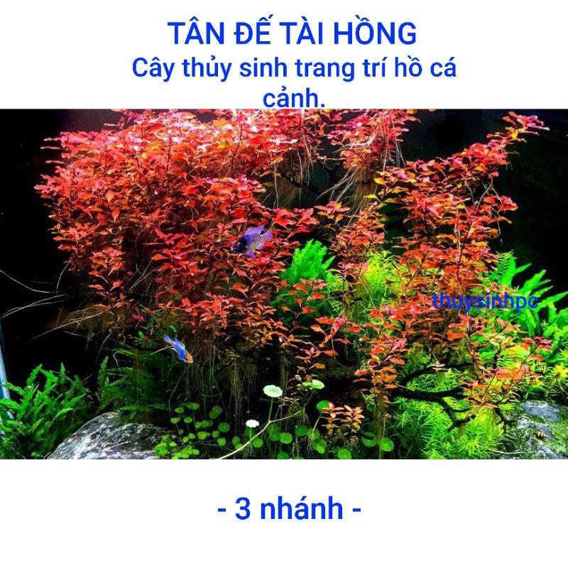 3 nhánh cây thủy sinh tân đế tài hồng