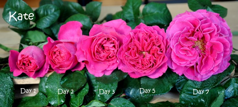 (Mời Mùa) 3 hoa hồng ngoại bụi Kate Rose xinh