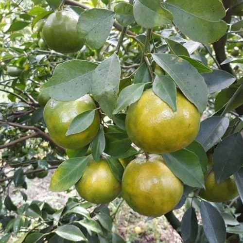Cây Giống Quýt đường